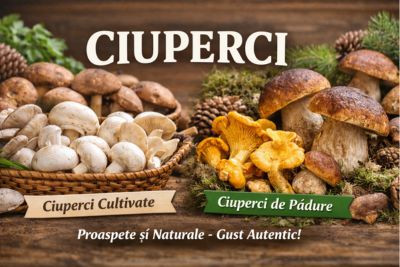 Ciuperci